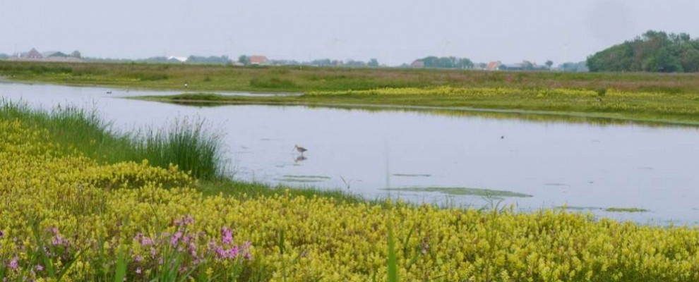 IMG 0305-1000