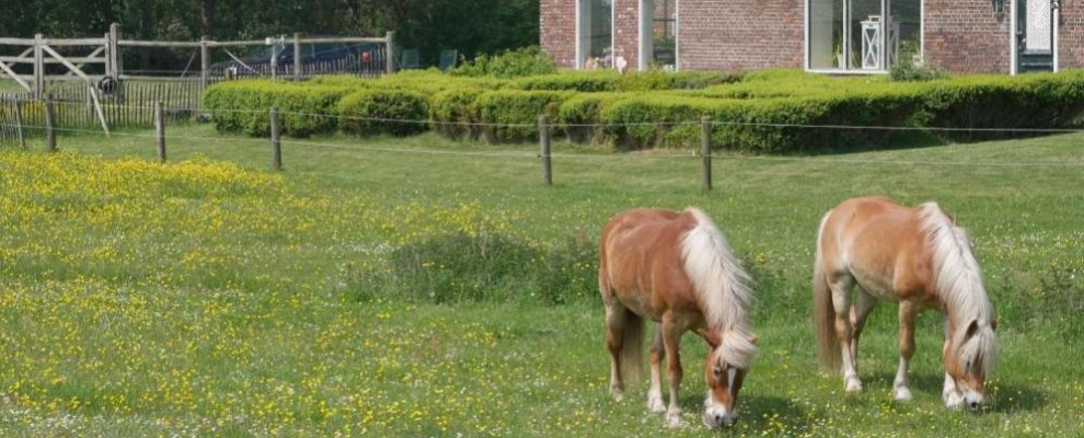 paarden bij abbestee-1000