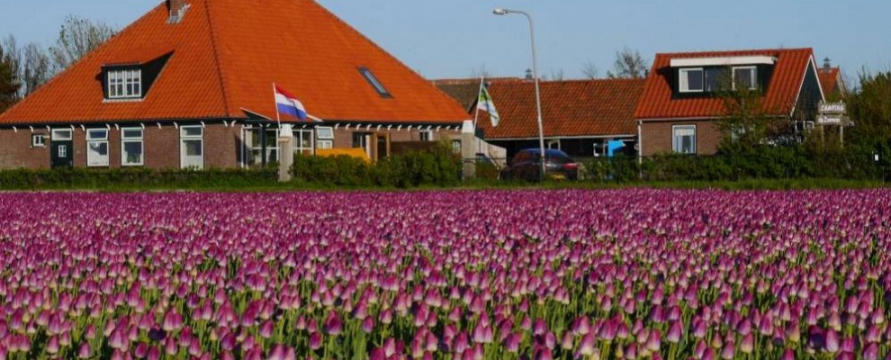 tulpen 2018-1000